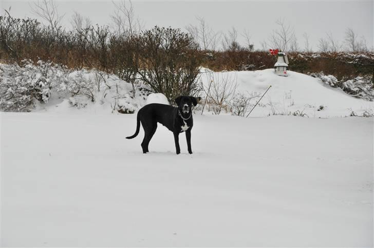 Grand danois Freja billede 20