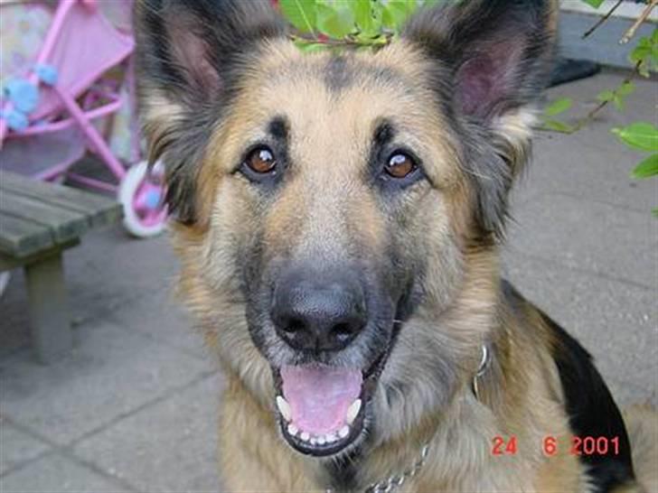 Schæferhund * Mille * R.I.P - OPRETTER HENDE IGEN, DA JEG IKKE KAN BRUGE MIN GAMLE BRUGER! (: billede 1