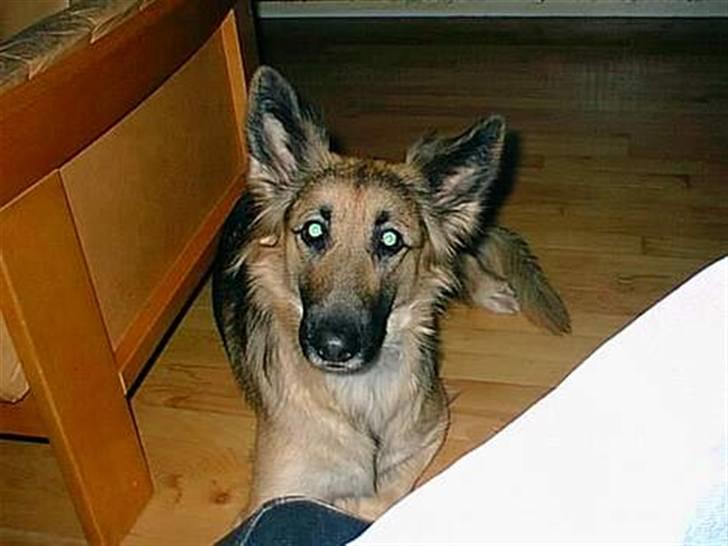 Schæferhund * Mille * R.I.P billede 2