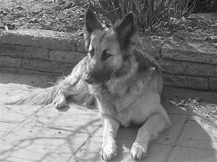Schæferhund * Mille * R.I.P billede 4