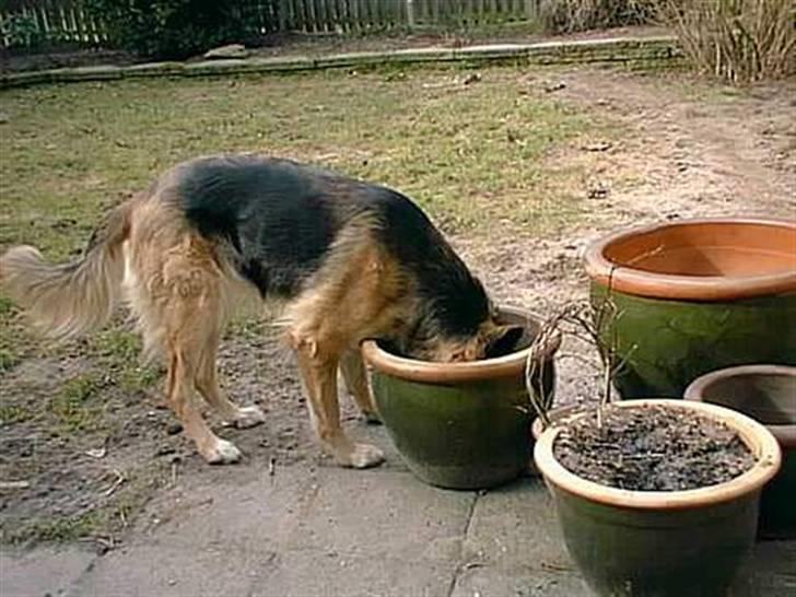 Schæferhund * Mille * R.I.P billede 6