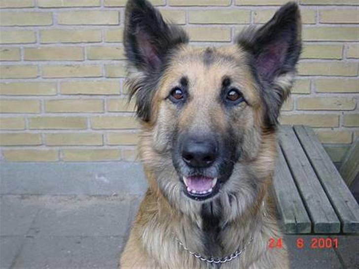 Schæferhund * Mille * R.I.P billede 7