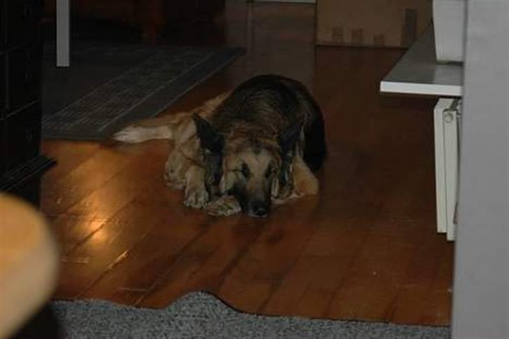 Schæferhund * Mille * R.I.P billede 9