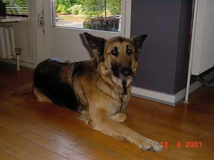 Schæferhund * Mille * R.I.P billede 12