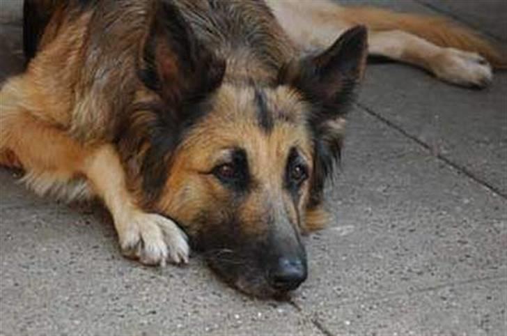 Schæferhund * Mille * R.I.P billede 13