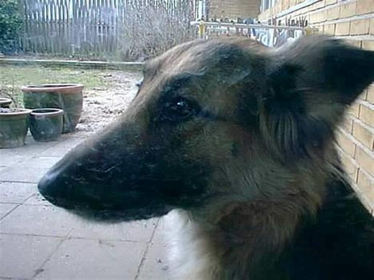 Schæferhund * Mille * R.I.P billede 14