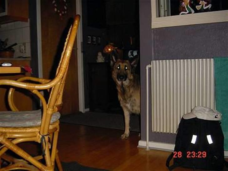 Schæferhund * Mille * R.I.P billede 15