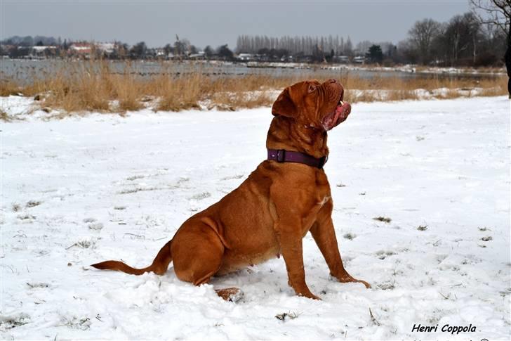 Dogue de bordeaux Velvet de tatouage billede 1