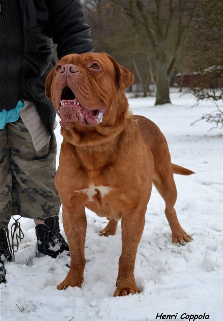 Dogue de bordeaux Velvet de tatouage billede 2