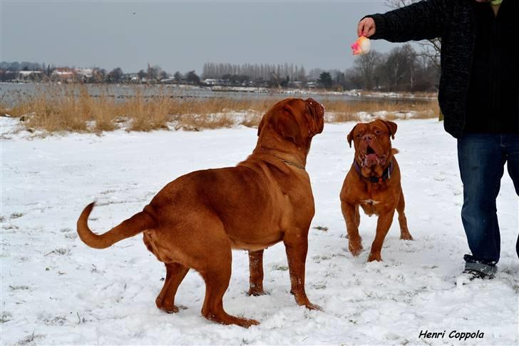 Dogue de bordeaux Velvet de tatouage billede 3