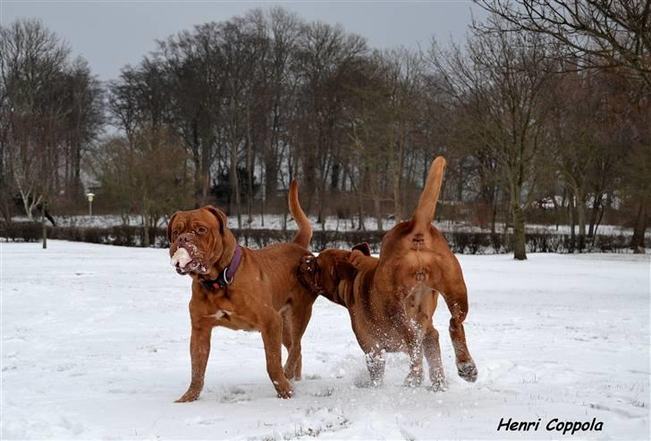 Dogue de bordeaux Velvet de tatouage billede 4