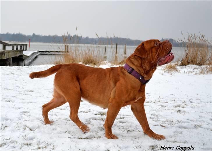Dogue de bordeaux Velvet de tatouage billede 5