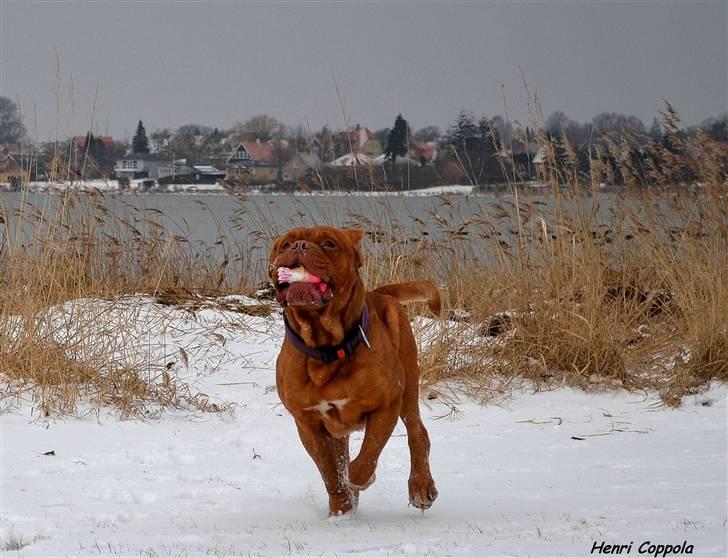 Dogue de bordeaux Velvet de tatouage billede 6