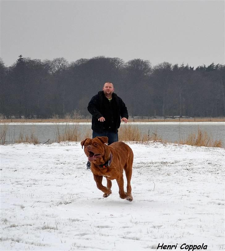 Dogue de bordeaux Velvet de tatouage billede 7