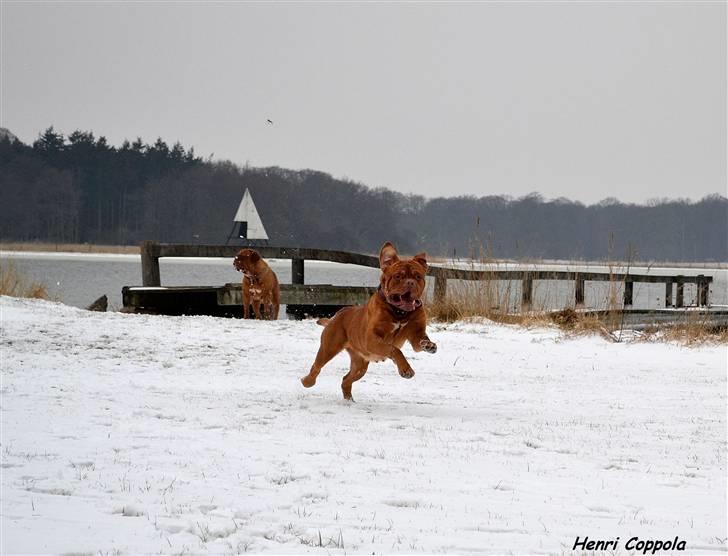 Dogue de bordeaux Velvet de tatouage billede 8