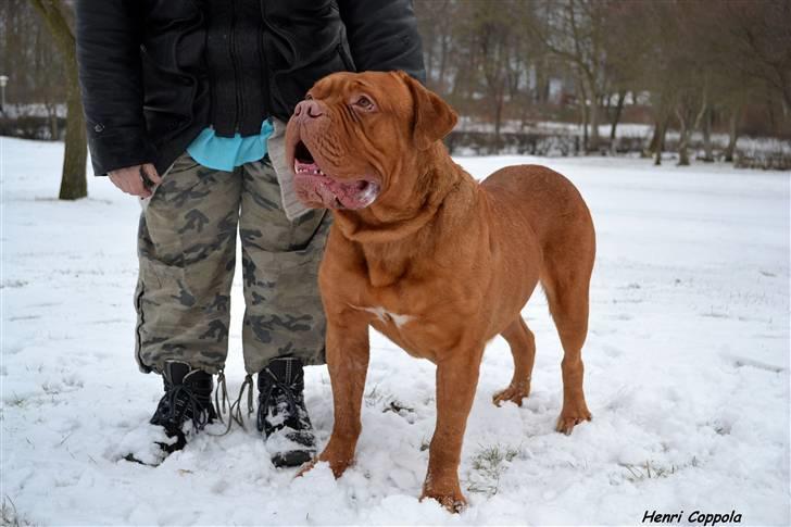Dogue de bordeaux Velvet de tatouage billede 9