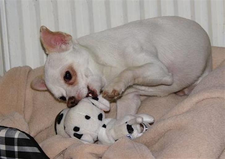 Chihuahua | Bob - Bamsen skal ædes!? billede 2