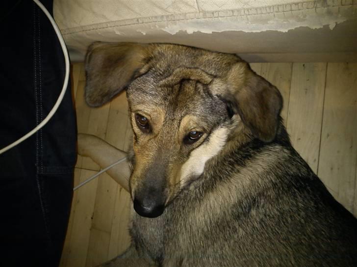 Blanding af racer Ziva billede 14