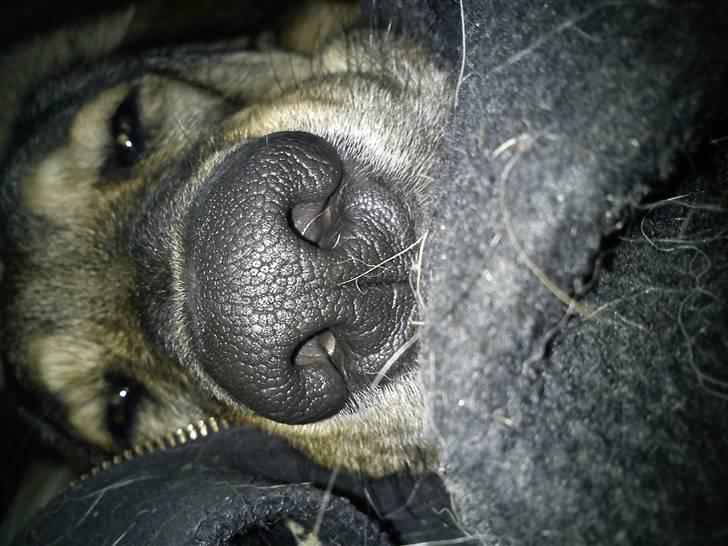 Blanding af racer Ziva billede 15