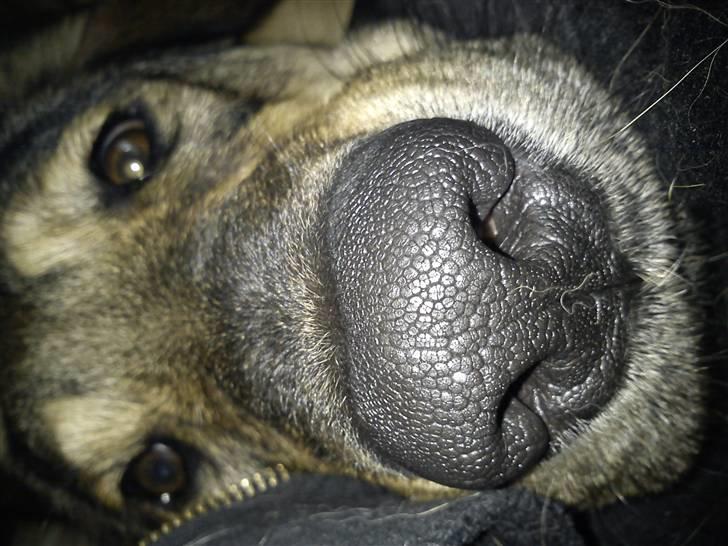 Blanding af racer Ziva billede 16