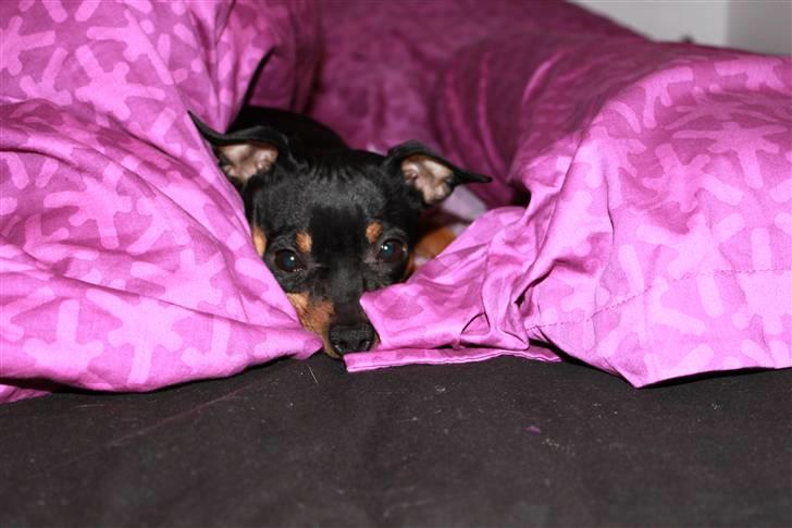 Prazsky krysarik Dixie billede 1