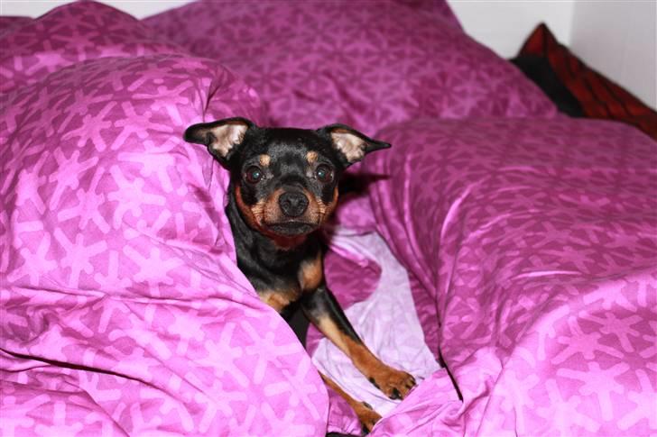 Prazsky krysarik Dixie billede 2