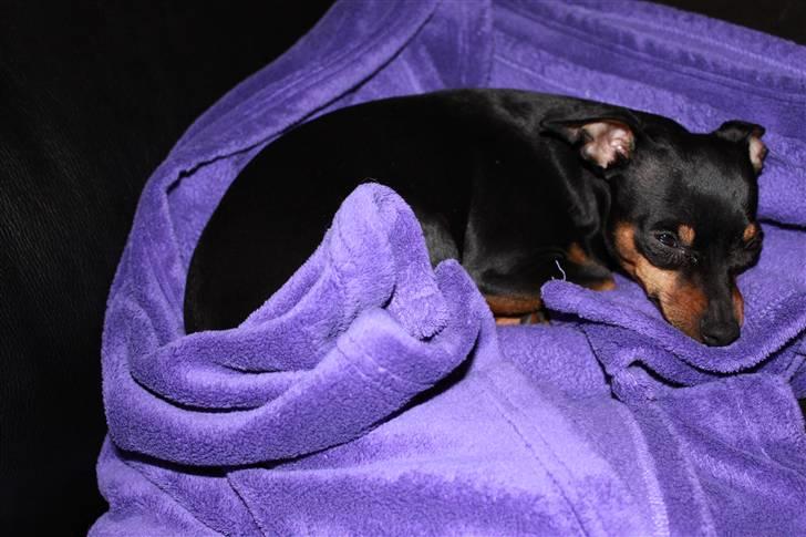 Prazsky krysarik Dixie billede 3