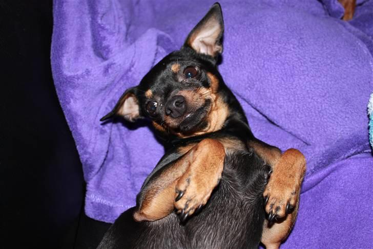 Prazsky krysarik Dixie billede 4