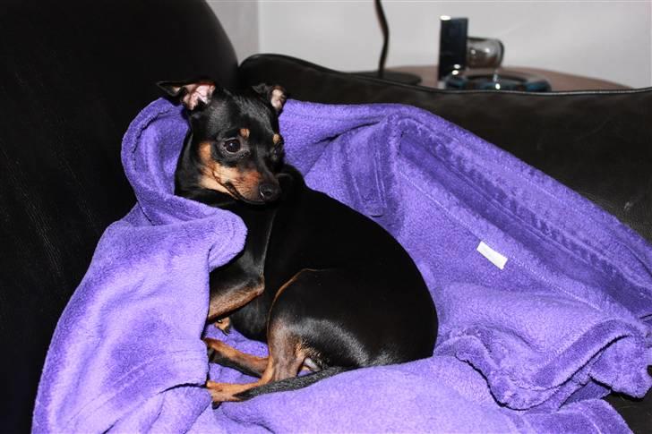 Prazsky krysarik Dixie billede 5