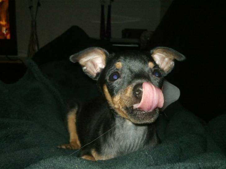 Prazsky krysarik Dixie billede 6