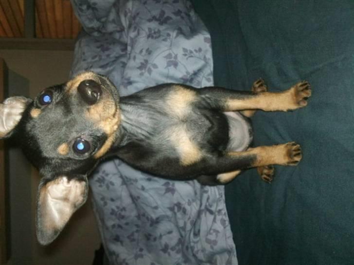 Prazsky krysarik Dixie billede 7