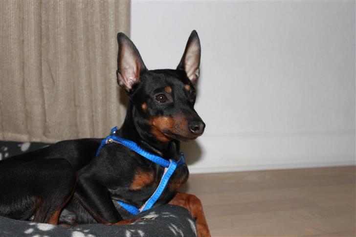 Dvaergpinscher Rødkildes Dakota billede 18