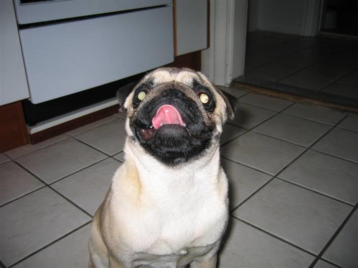 Mops Yasmin billede 8