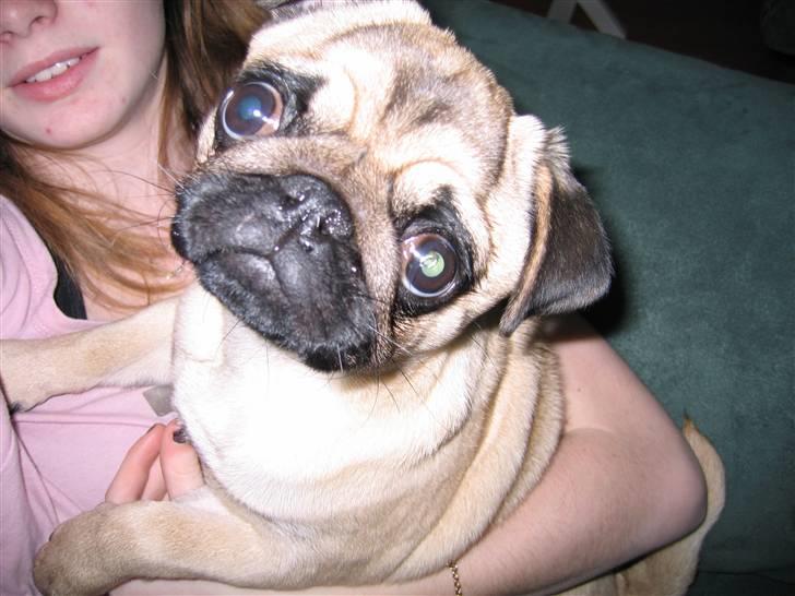 Mops Yasmin billede 9