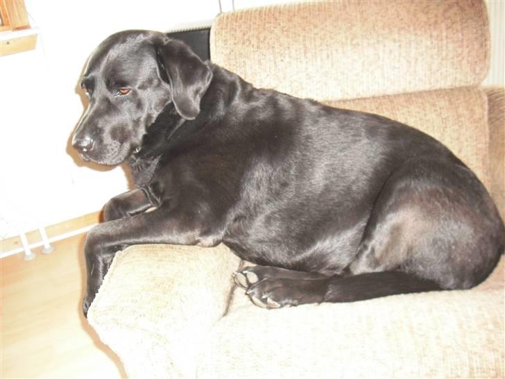 Labrador retriever Basse :-) billede 6