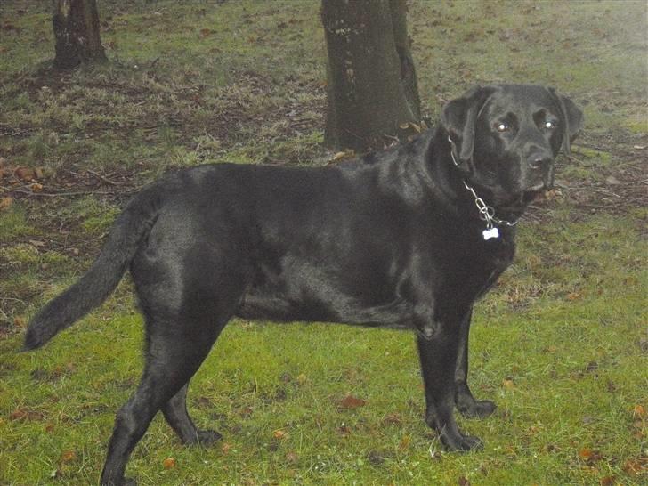 Labrador retriever Basse :-) billede 7