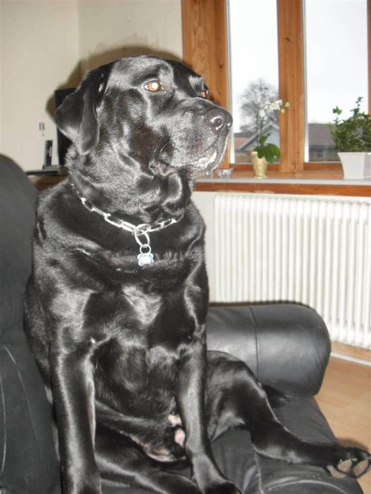 Labrador retriever Basse :-) billede 8