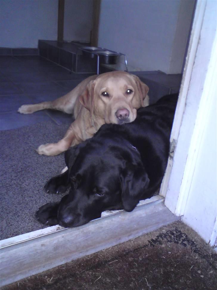 Labrador retriever Basse :-) - Basse ligger lige og slapper af med brormand Tyson :-) billede 9