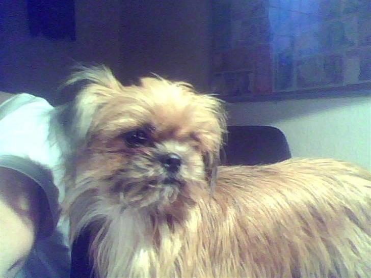 Shih tzu ronja - er jeg ik fin  billede 4