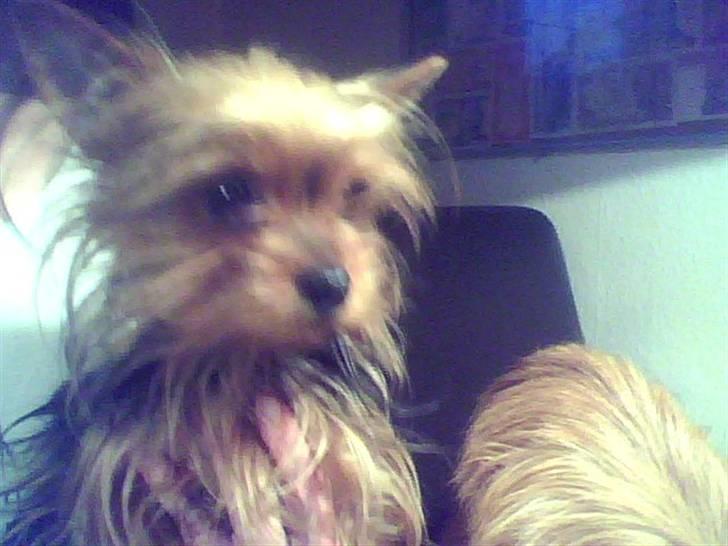 Yorkshire terrier ninette- charme - det er så lille mig ,sidder selv  billede 4