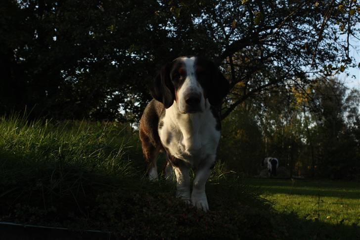 Drever Härkillas Öjjo 1 - Edvard min smukke Drever billede 10
