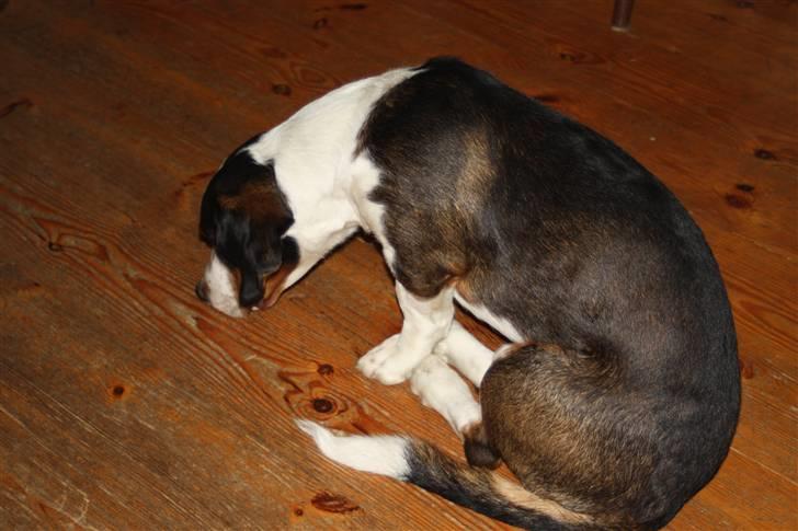 Drever Härkillas Öjjo 1 - Godt man har korte ben, når man gerne vil hvile hovedet. billede 11