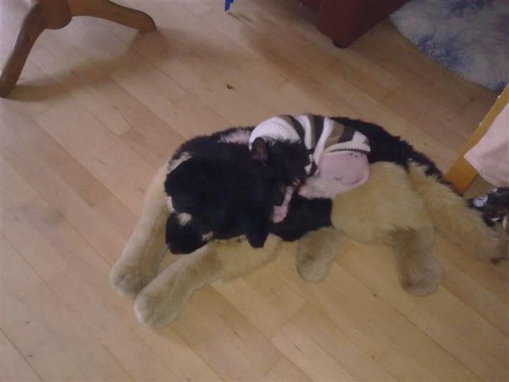 Chinese crested hårløs Calle billede 50