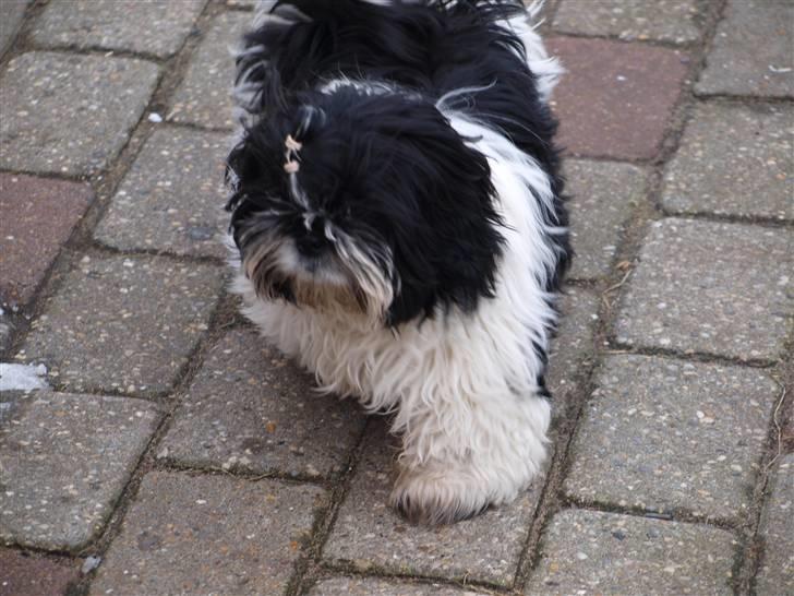 Shih tzu Manse billede 12