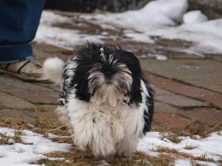 Shih tzu Manse billede 13