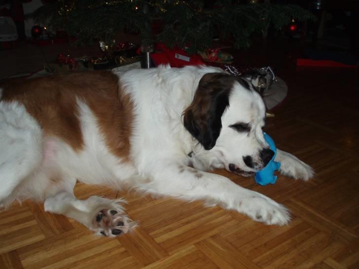 Blanding af racer Odin (Himmelhund) - Odins julegave, julen 2010 billede 12