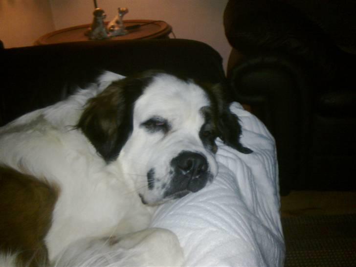 Blanding af racer Odin (Himmelhund) - Jeg putter lige lidt. billede 13