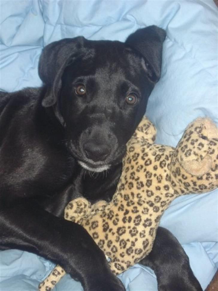 Blanding af racer  Aslan RIP billede 3