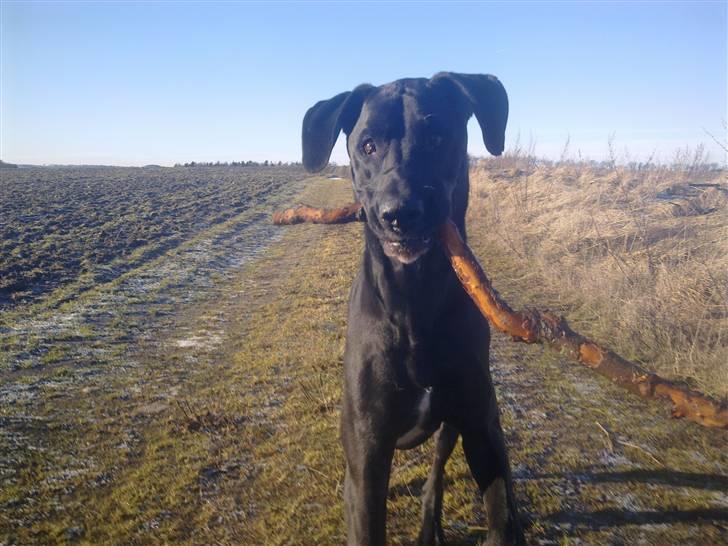 Blanding af racer  Aslan RIP billede 4