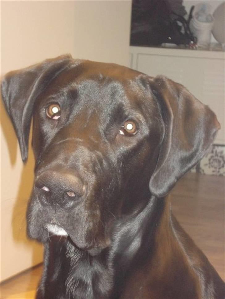 Blanding af racer  Aslan RIP billede 5